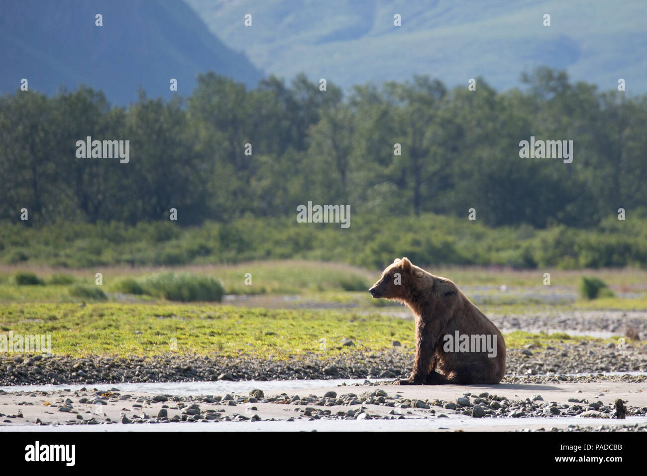 Orso bruno (costiere Grizzly) in Katmai National Park, Alaska Foto Stock