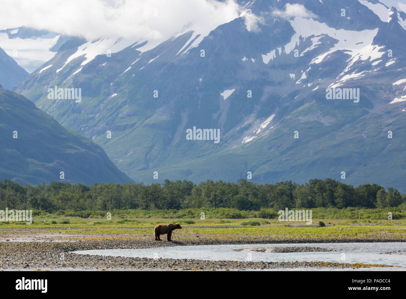 Orso bruno (costiere Grizzly) in Katmai National Park, Alaska Foto Stock