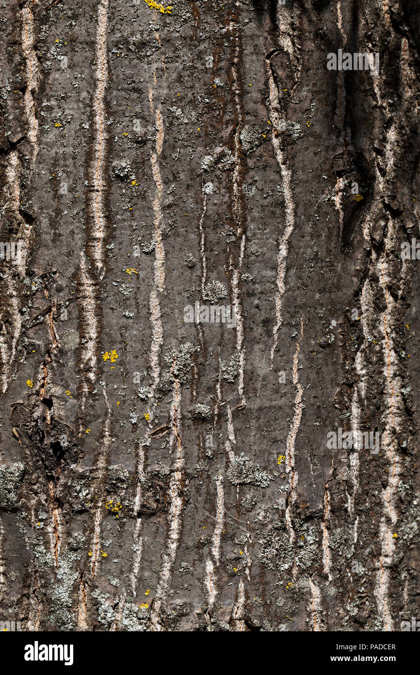 Strutturato irregolare corteccia di quercia antica con crepe, dettagli del tronco di albero, primo piano Foto Stock