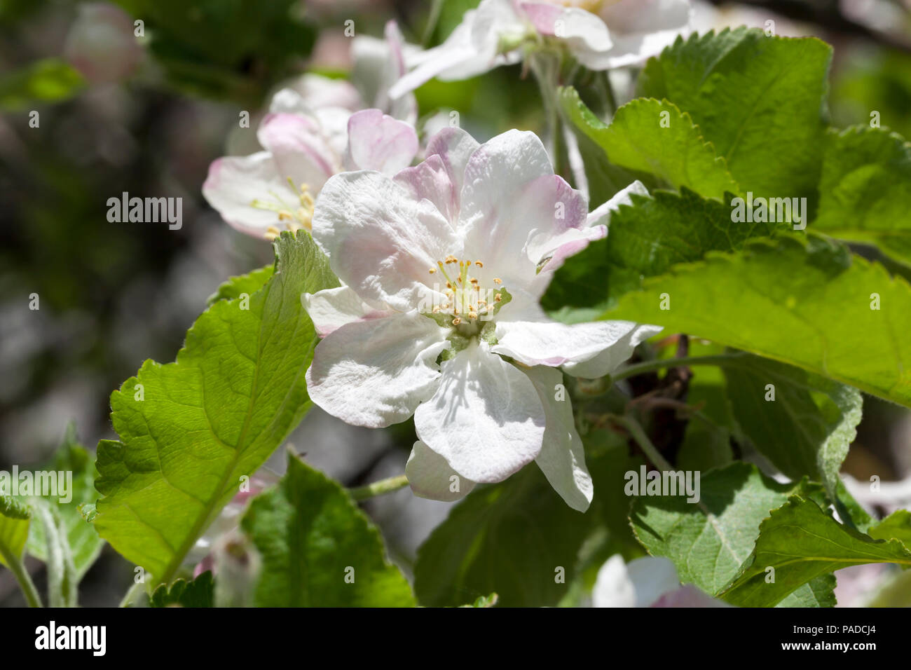 Fiori di un Apple-tree con grandi petali di colore bianco, la foto di un close-up in primavera in un frutteto Foto Stock