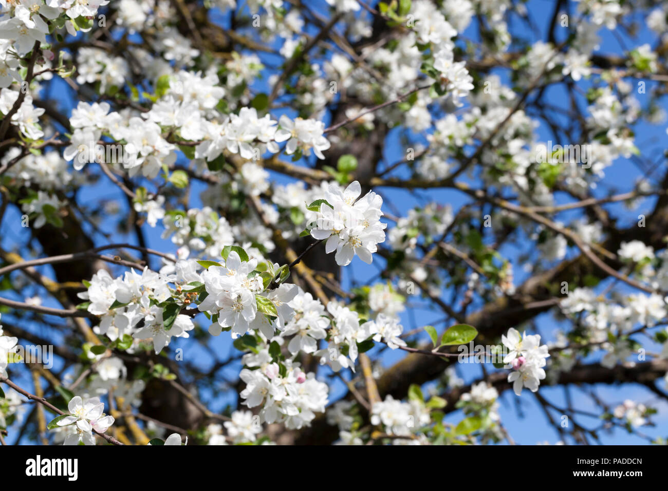 Fioritura di melo in un frutto primaverile giardino, bellissima natura Foto Stock
