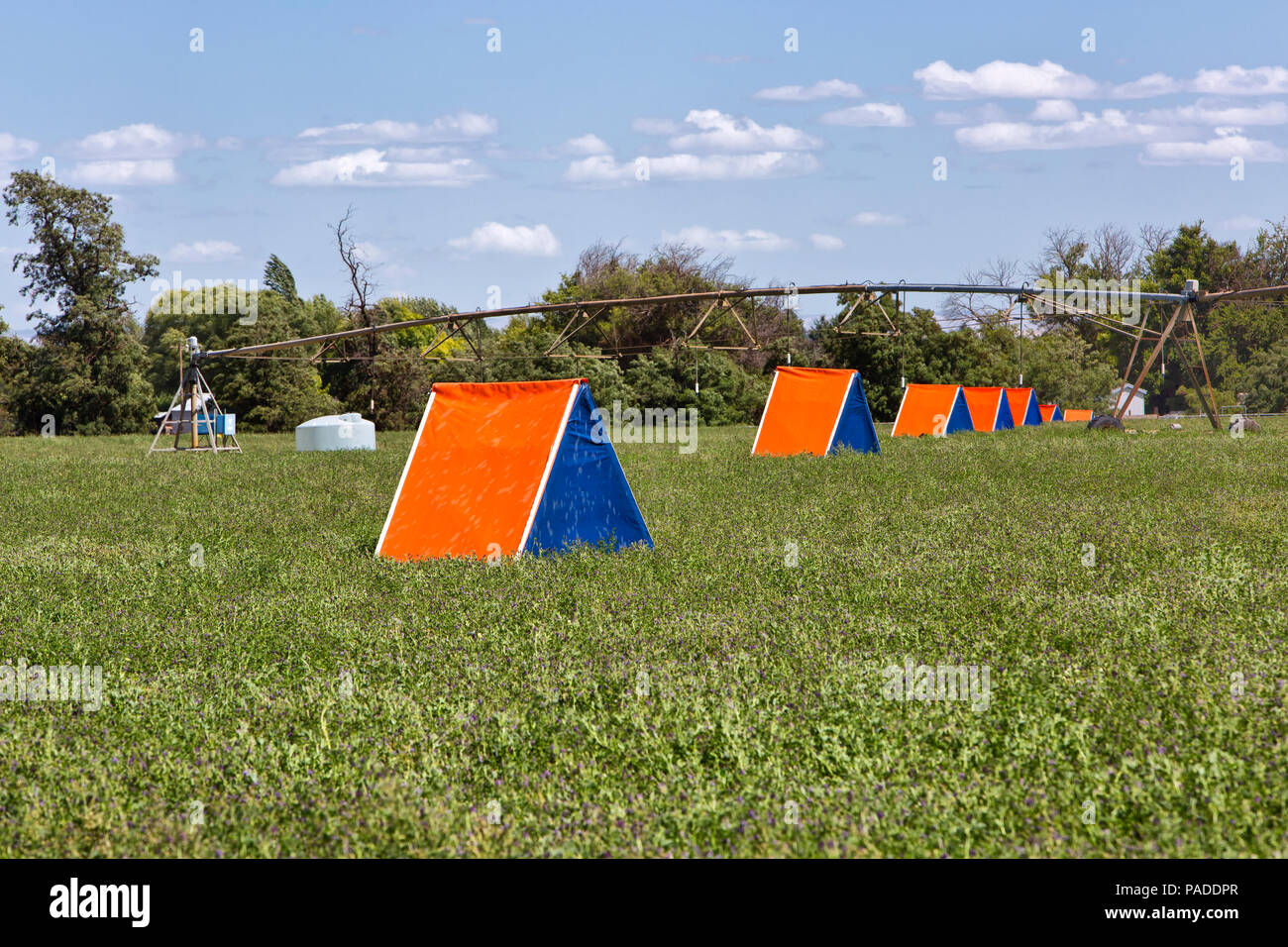 Custodia protettiva che contiene cavità artificiali di nido su pannelli di nidificazione, Alfalfa, api leafcuttier "Megachile rotundata Fab". irrigazione con perno centrale. Foto Stock