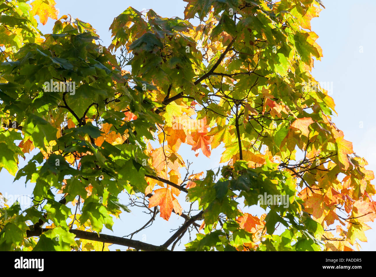 Foglie colorate di una quercia in autunno periodo di tempo, la cima di un albero Foto Stock