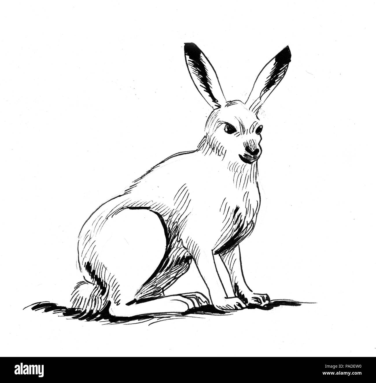 Seduta bianco lepre. L'inchiostro bianco e nero illustrazione Foto Stock