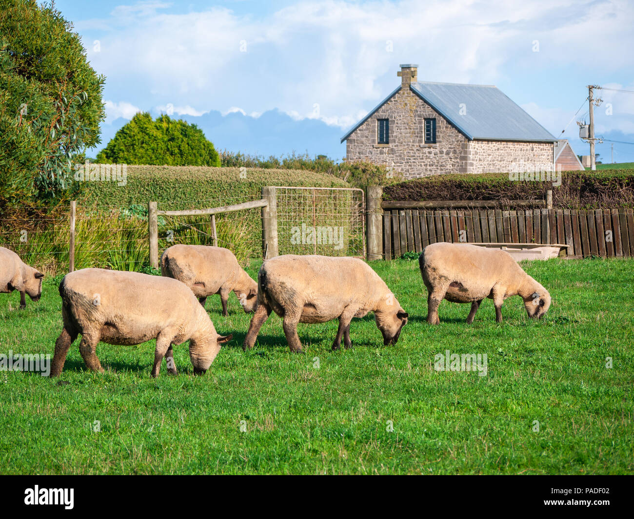 Pecore al pascolo su erba verde con la vecchia casa di campagna a sfondo. Stanley, Tasmania, Australia. Foto Stock