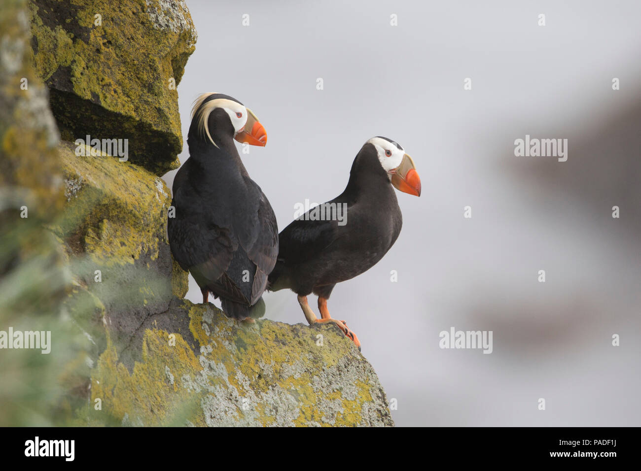 Tufted Puffin (Fratercula cirrhata) Foto Stock