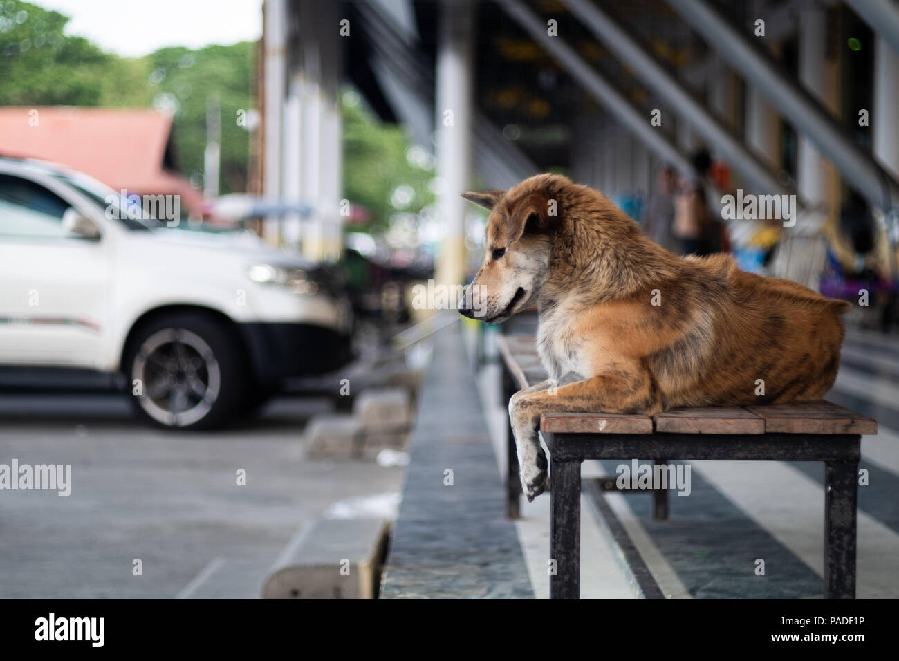 Il cane randagio è seduta su un lungo banco e riflettendo su qualcosa. La comunità ha uno sfondo di parcheggi e di edifici di mercato, selettivi e Foto Stock