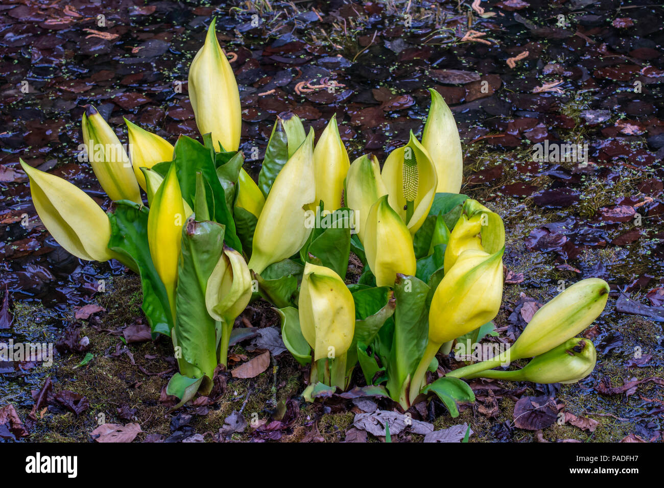 Skunk cavolo fiori con fiori di colore giallo Foto Stock