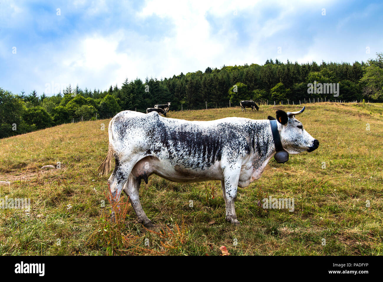 Gara di vacca bovina nei campi di montagna in estate nel pomeriggio Foto Stock