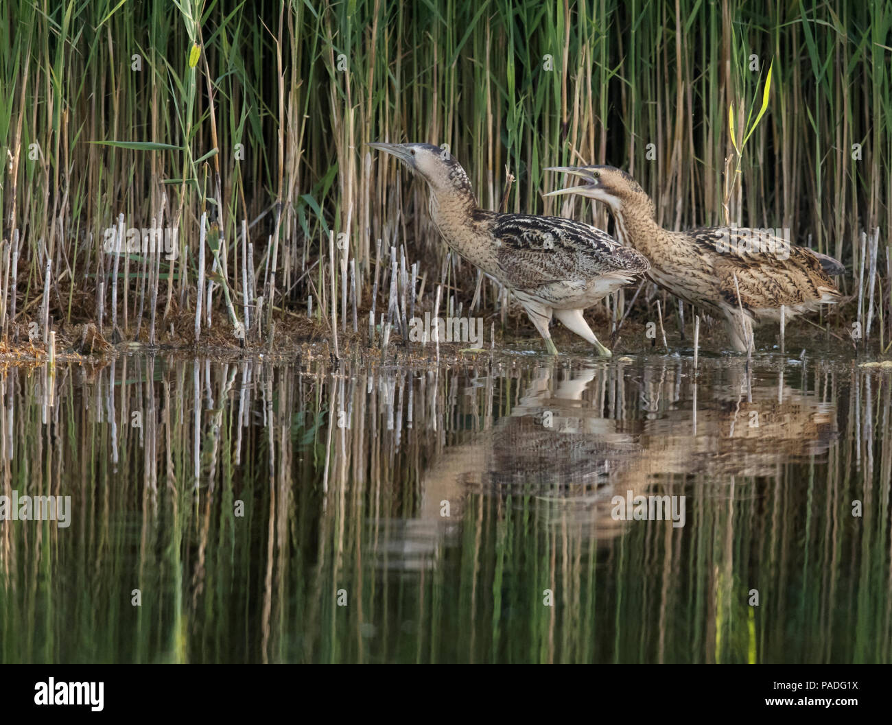 Una femmina di Tarabuso (Botaurus stellaris e lei di recente fledged youngster emergere da una zona umida reedbed, Suffolk Foto Stock