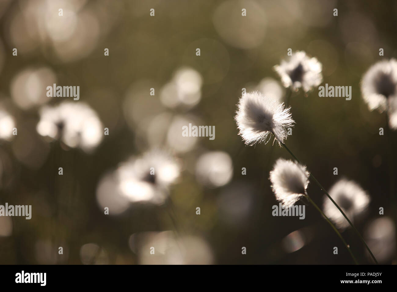 Bog cotone Foto Stock Bog cotone Foto Stock