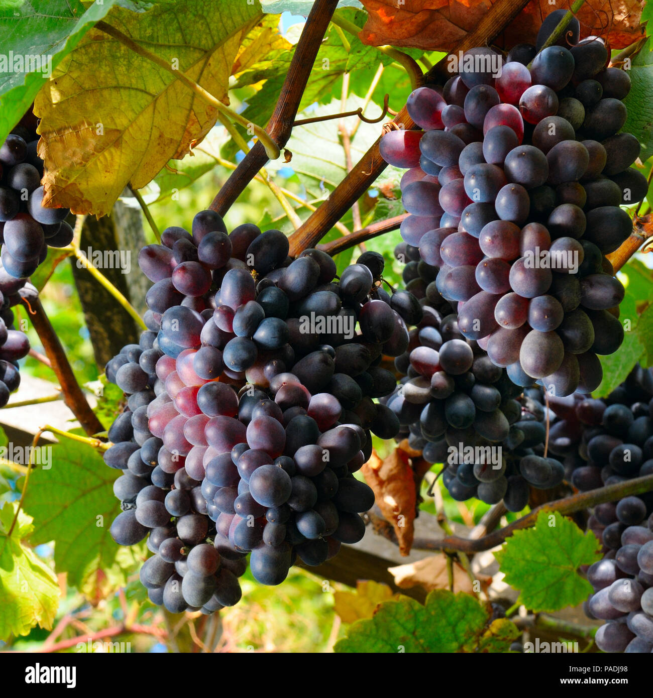 I grappoli di uva sulla vite Foto Stock