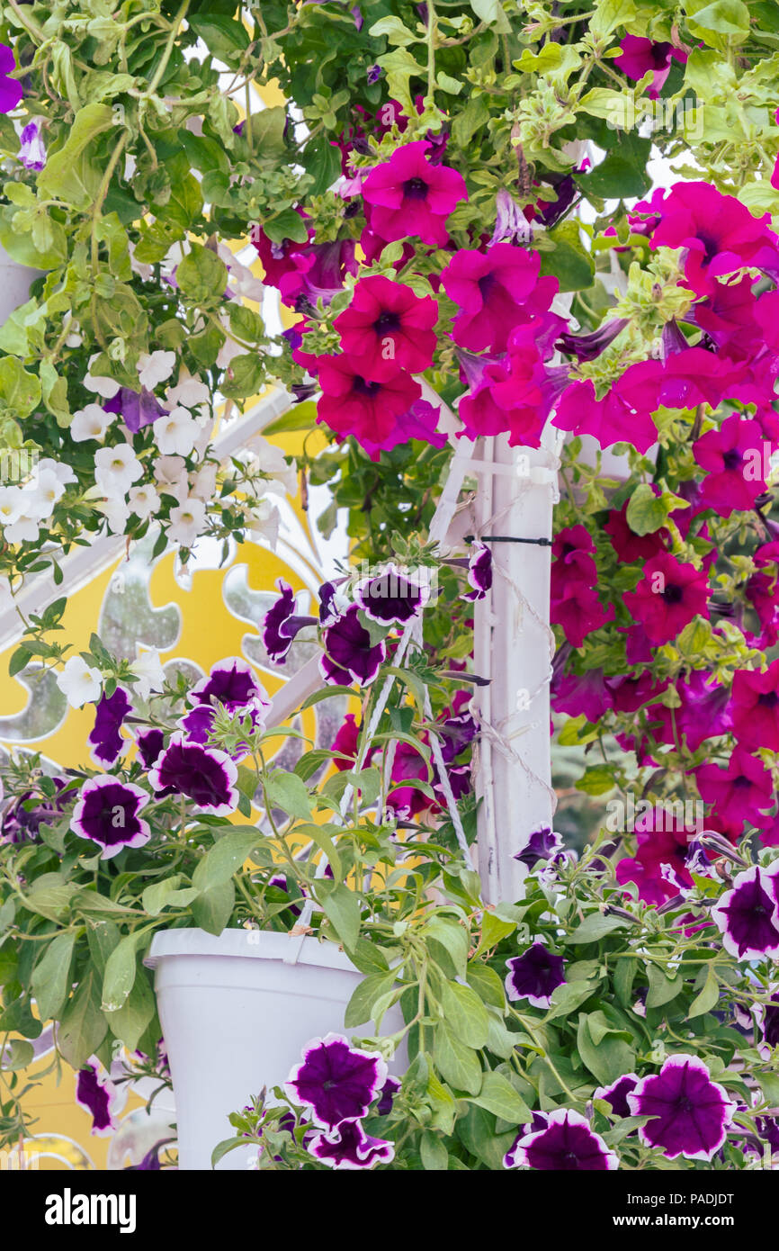 Bella luminosa outdoor fiori in vaso in estate Foto Stock