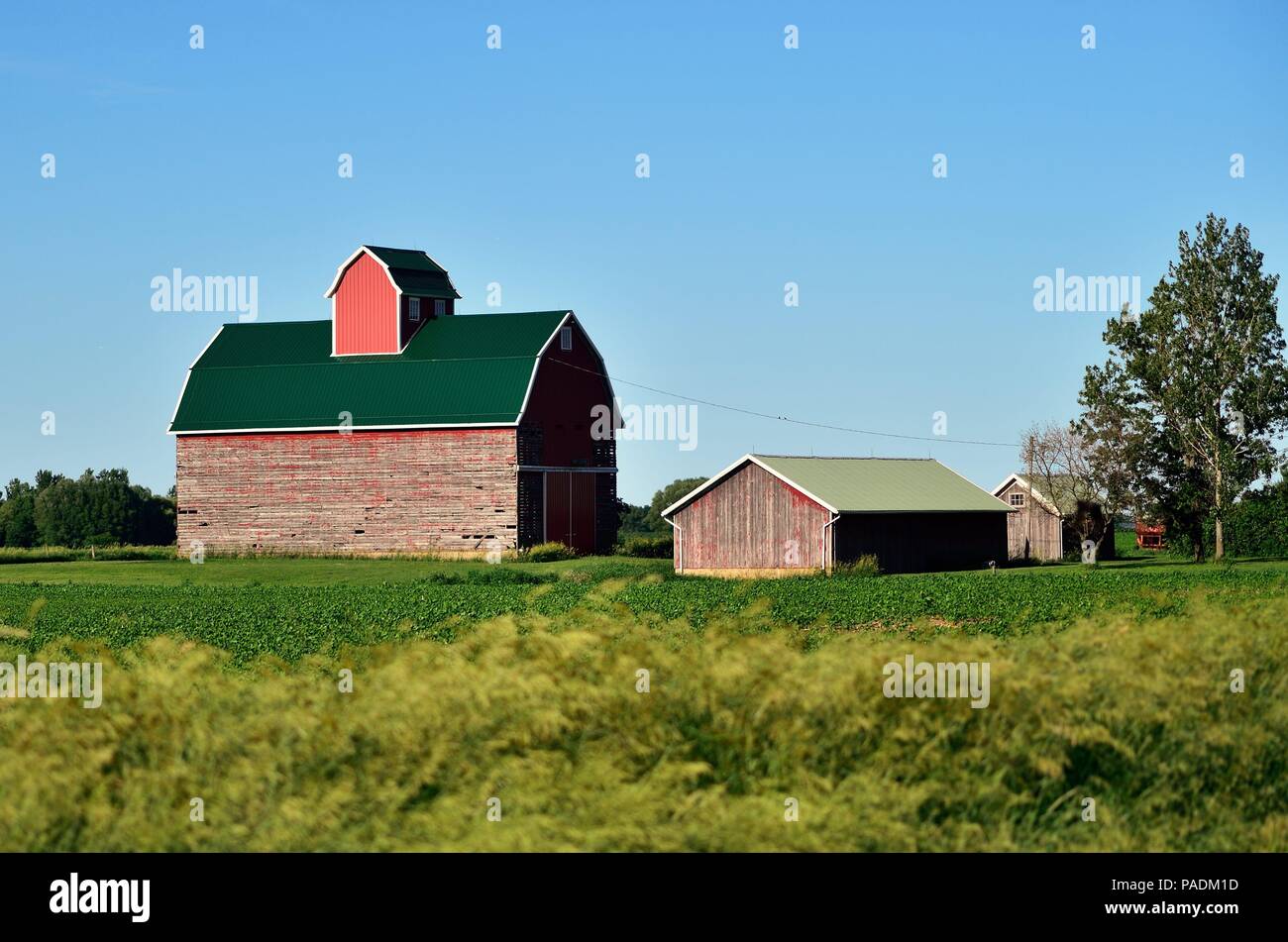 Burlington, Illinois, Stati Uniti d'America. Un westherd fienile e capannoni sit amog un campo di colture in un ambiente sereno in una fattoria nel midwestern Stati Uniti. Foto Stock