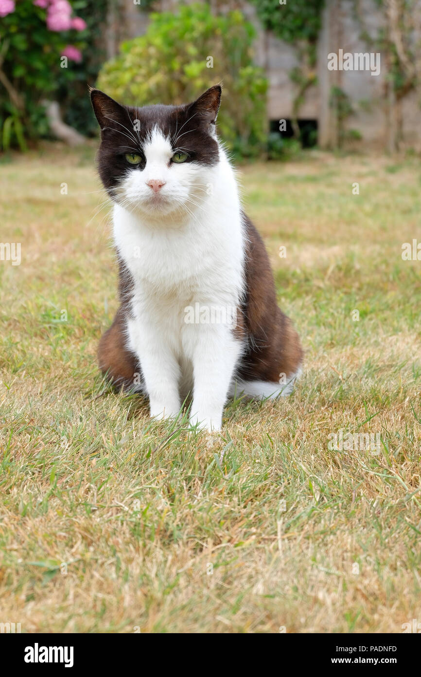 Basso angolo di visualizzazione in bianco e nero gatto domestico seduto nel suo giardino Foto Stock