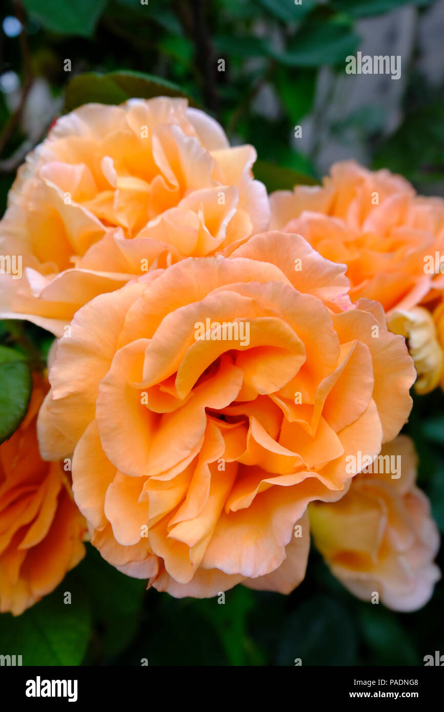 Albicocca colorate di rose in fiore in estate (varietà sconosciuto) Foto Stock