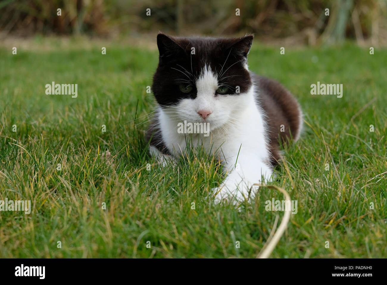 Adulto bianco e nero gatto domestico giocando con lunghe foglie di erba Foto Stock
