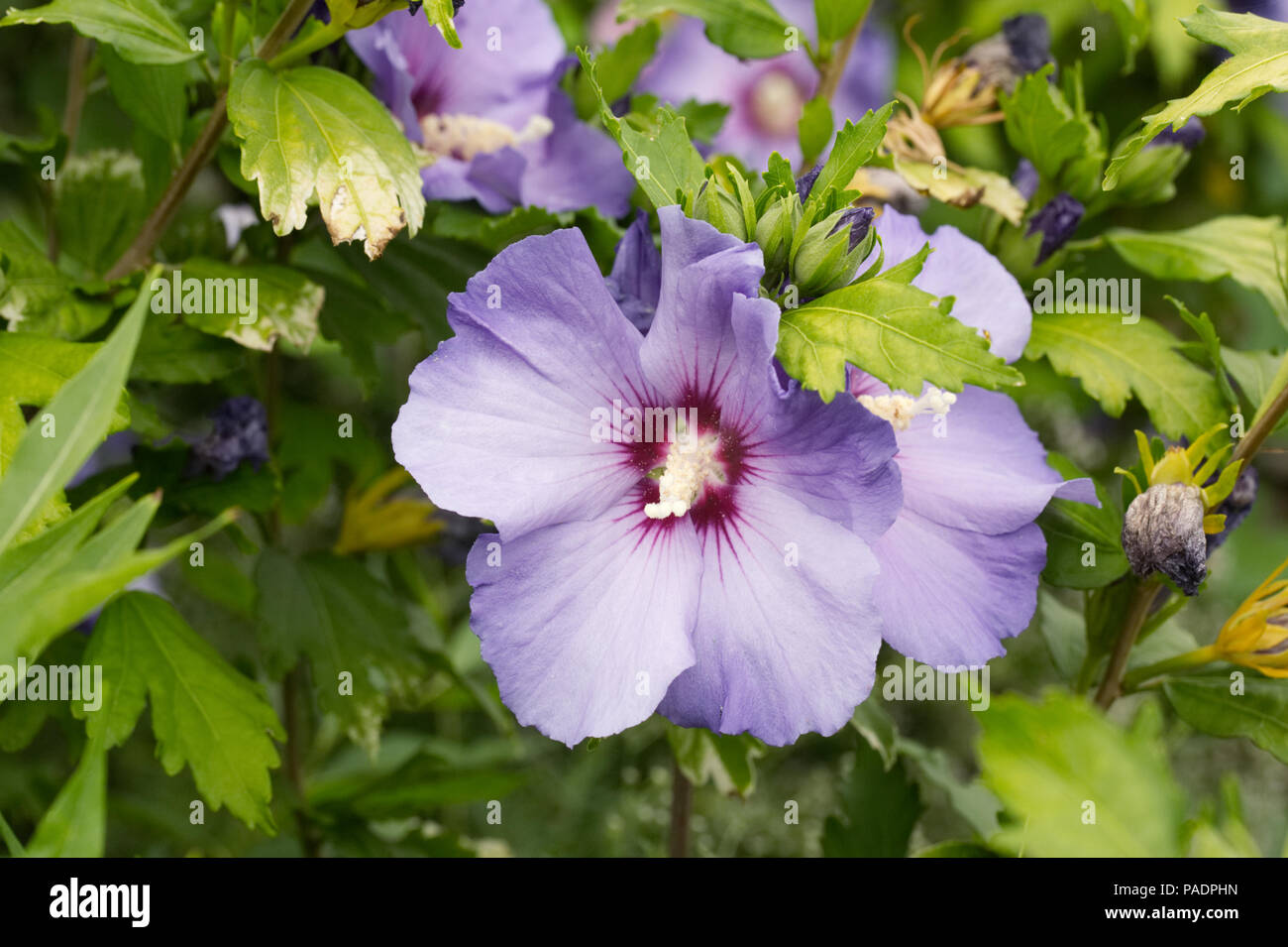 Hibiscus syriacus fiore in estate. Foto Stock