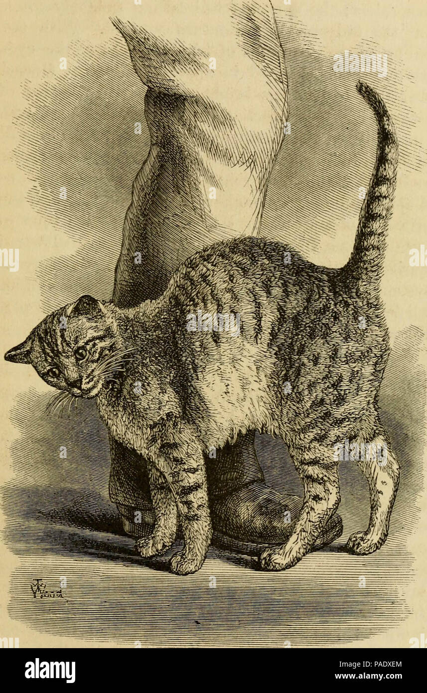 "L'espressione delle emozioni nell' uomo e negli animali' (1872). Foto Stock