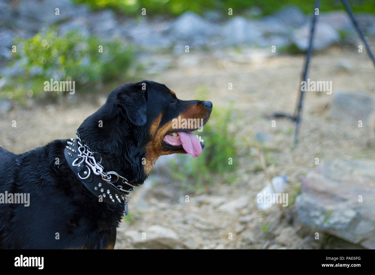 Rottweiler nuoto al lago, cane nuoto foto d'azione Foto Stock