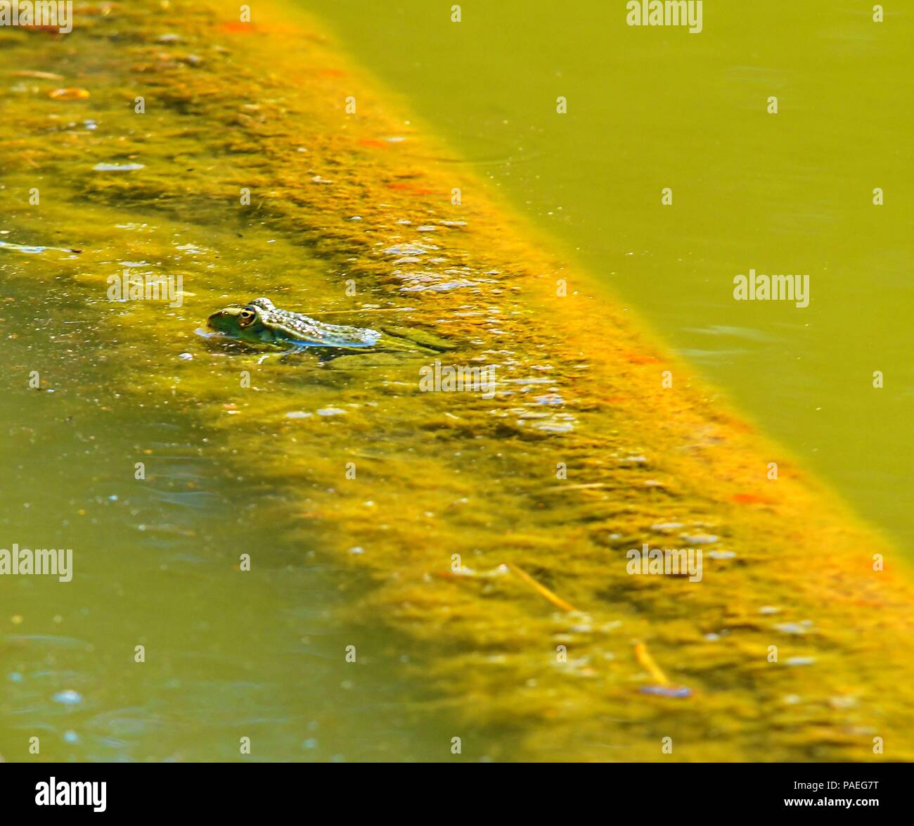 Un verde rana verde, noto anche come il Comune Rana d'acqua. Nuoto rana nello stagno. Foto Stock