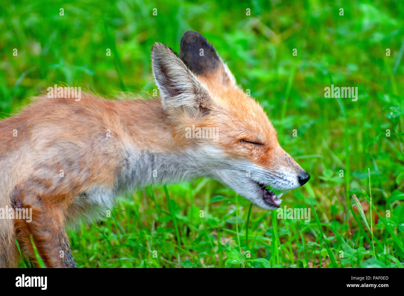 Immagine ravvicinata di un giovane starnuti fox Foto Stock