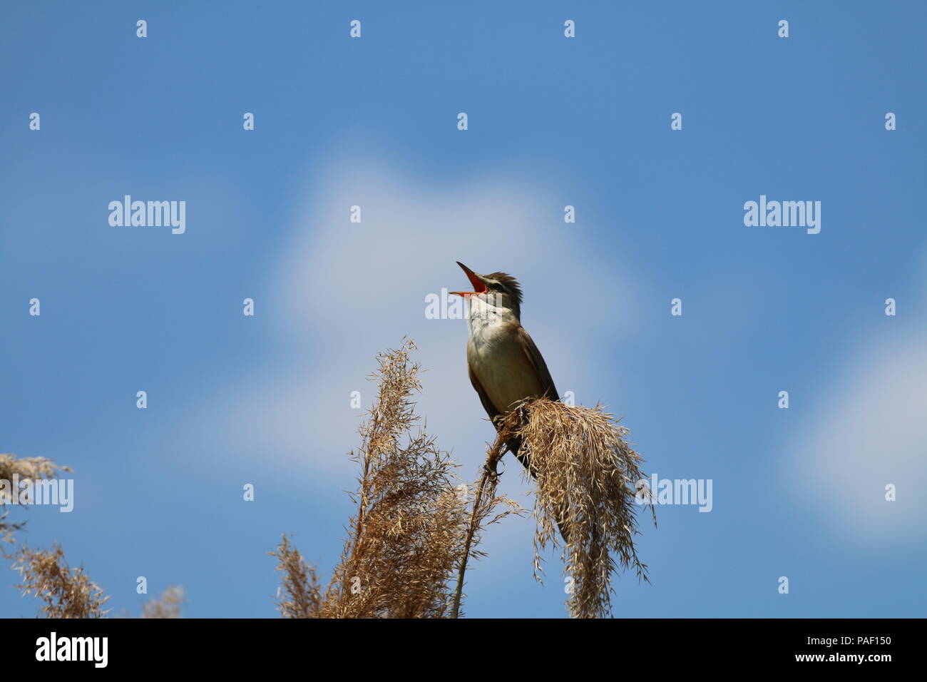 Marsh trillo - Acrocephalus palustris Foto Stock