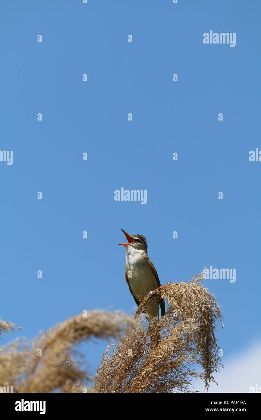 Marsh trillo - Acrocephalus palustris Foto Stock