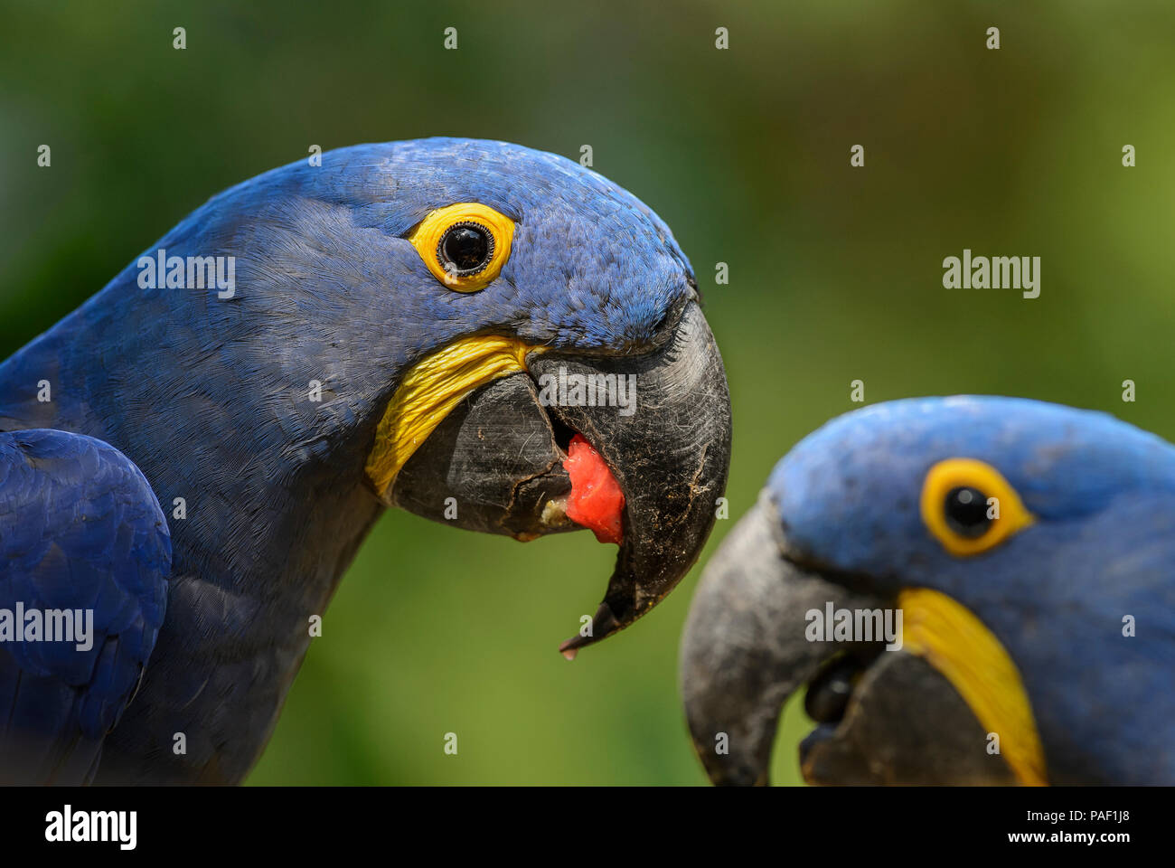 Giacinto Macaw - Anodorhynchus hyacinthinus, bella grande pappagallo blu dal sud americana di foreste, bacino amazzonico. Foto Stock