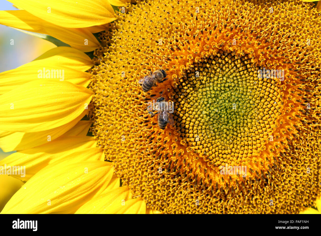 Api su girasole stagione estiva Foto Stock