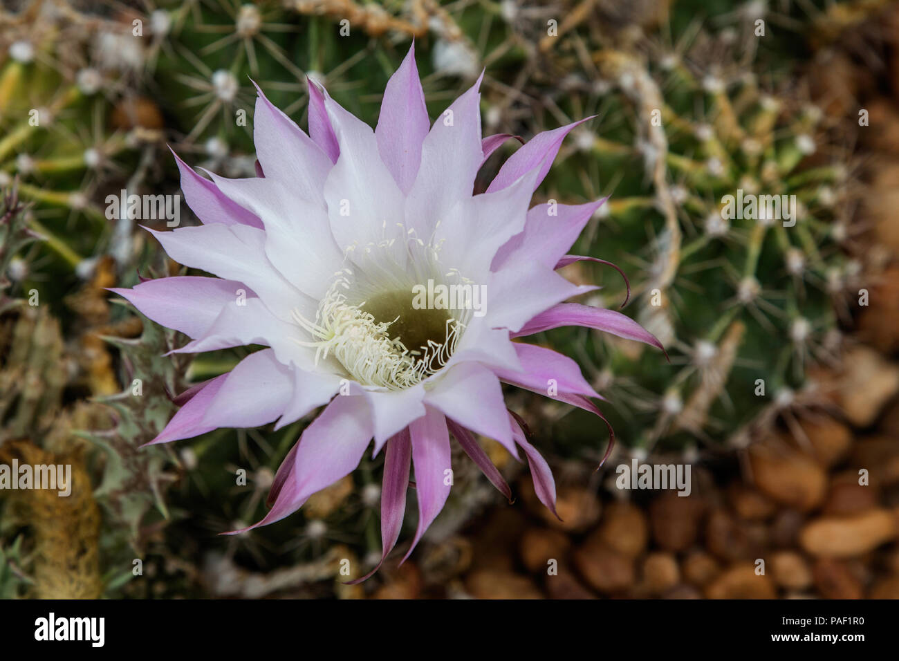 Viola chiaro e fiore bianco sul mare Urchin Cactus - Echinopsis. Foto Stock