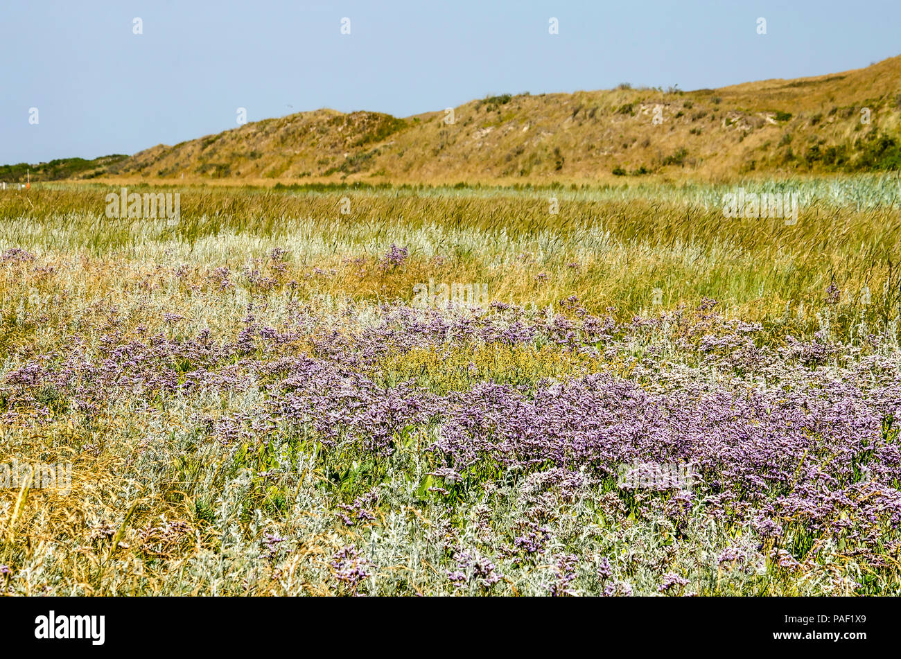 Campo con la lavanda marina e altro sale tollerante vegetazione nel Parco Nazionale di dune di Texel in Olanda, con una linea di dune in background Foto Stock