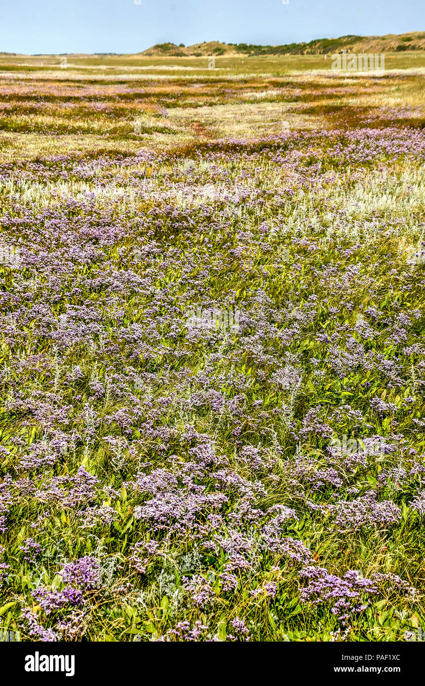 Foto in orientamento verticale di un campo di lavanda marina e altro sale tollerante vegetazione nel Parco Nazionale di dune di Texel in Paesi Bassi Foto Stock