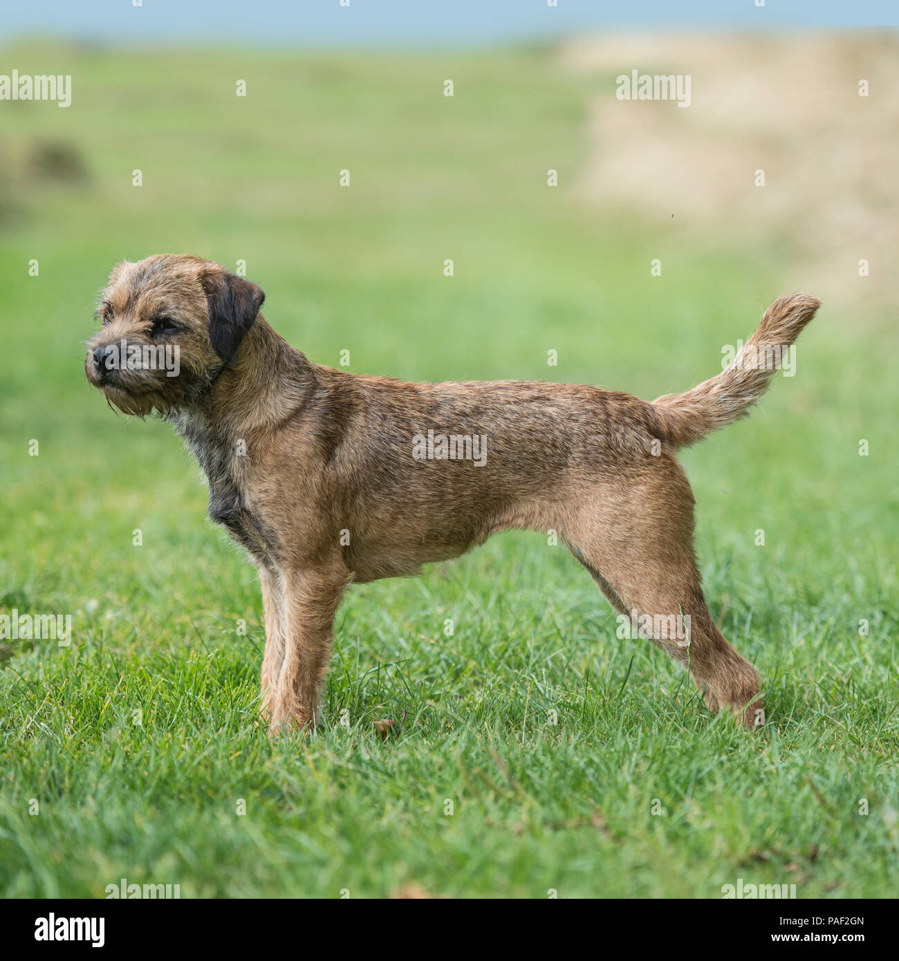 Border terrier Foto Stock