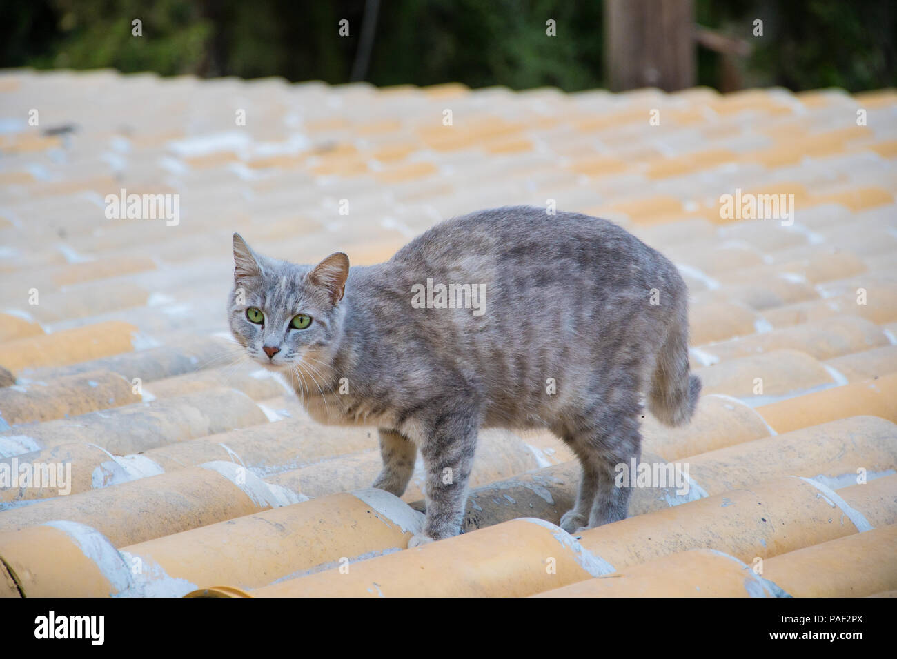 Un gatto grigio sulla parte superiore di un tetto di tegole Foto Stock