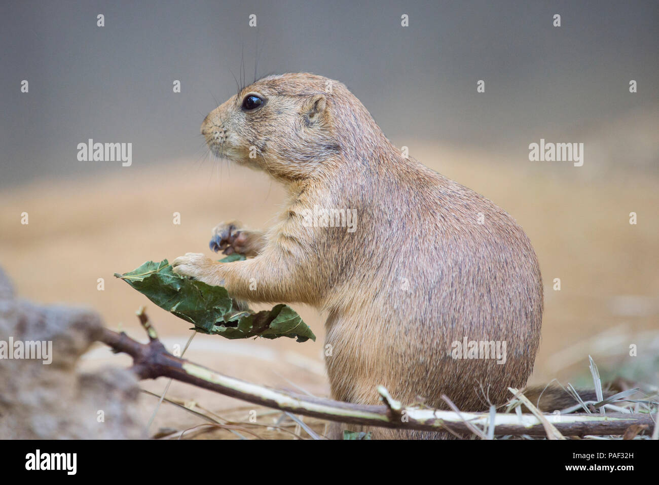 Nero-tailed prairie dog (Cynomys ludovicianus) guardando da vicino burrow Foto Stock