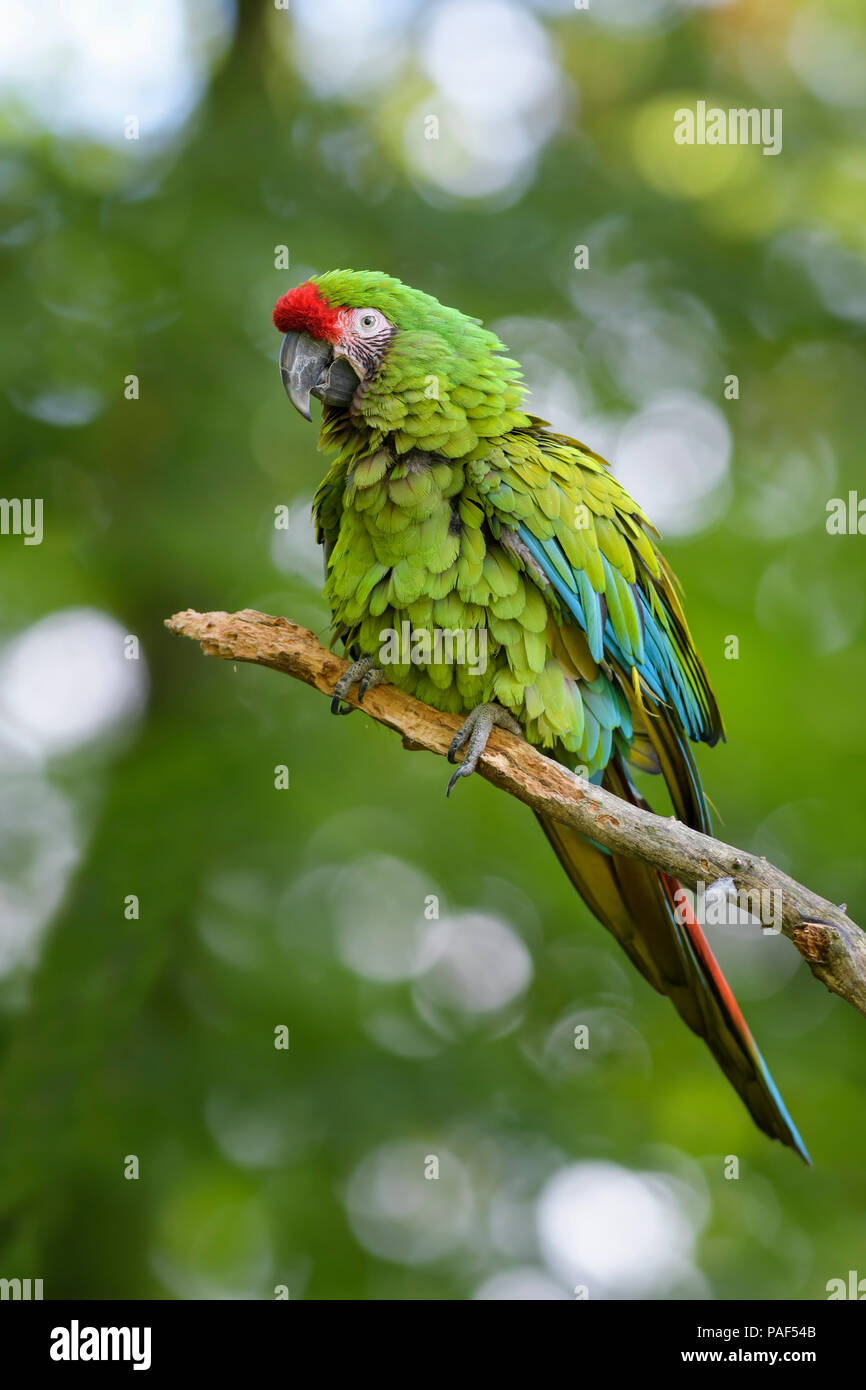 Macaw militare- Ara militaris, bella grande pappagallo verde dal Sud America le foreste, Argentina. Foto Stock