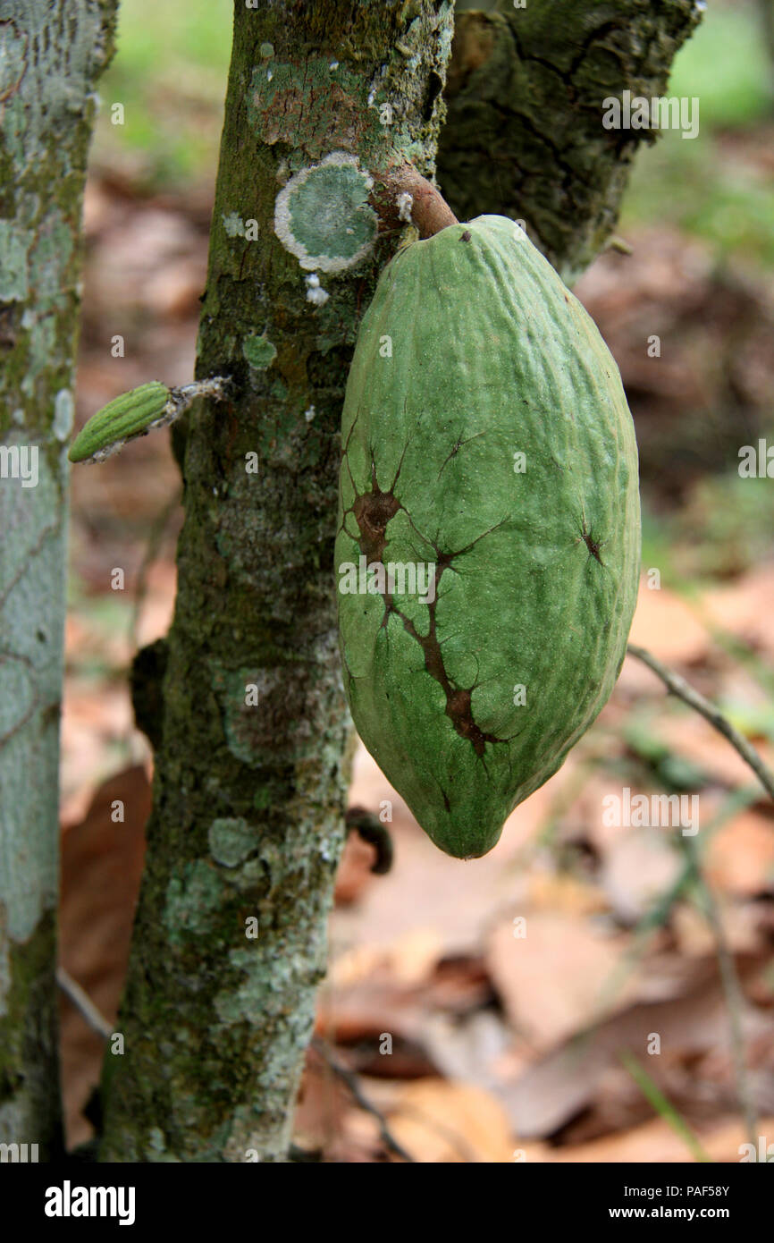 Fava di cacao su una struttura ad albero Kakum National Park, vicino a Cape Coast, in Ghana Foto Stock