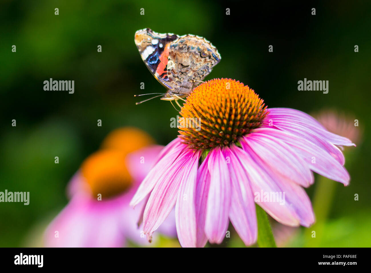 Farfalla posata sul fiore di echinacea Foto Stock