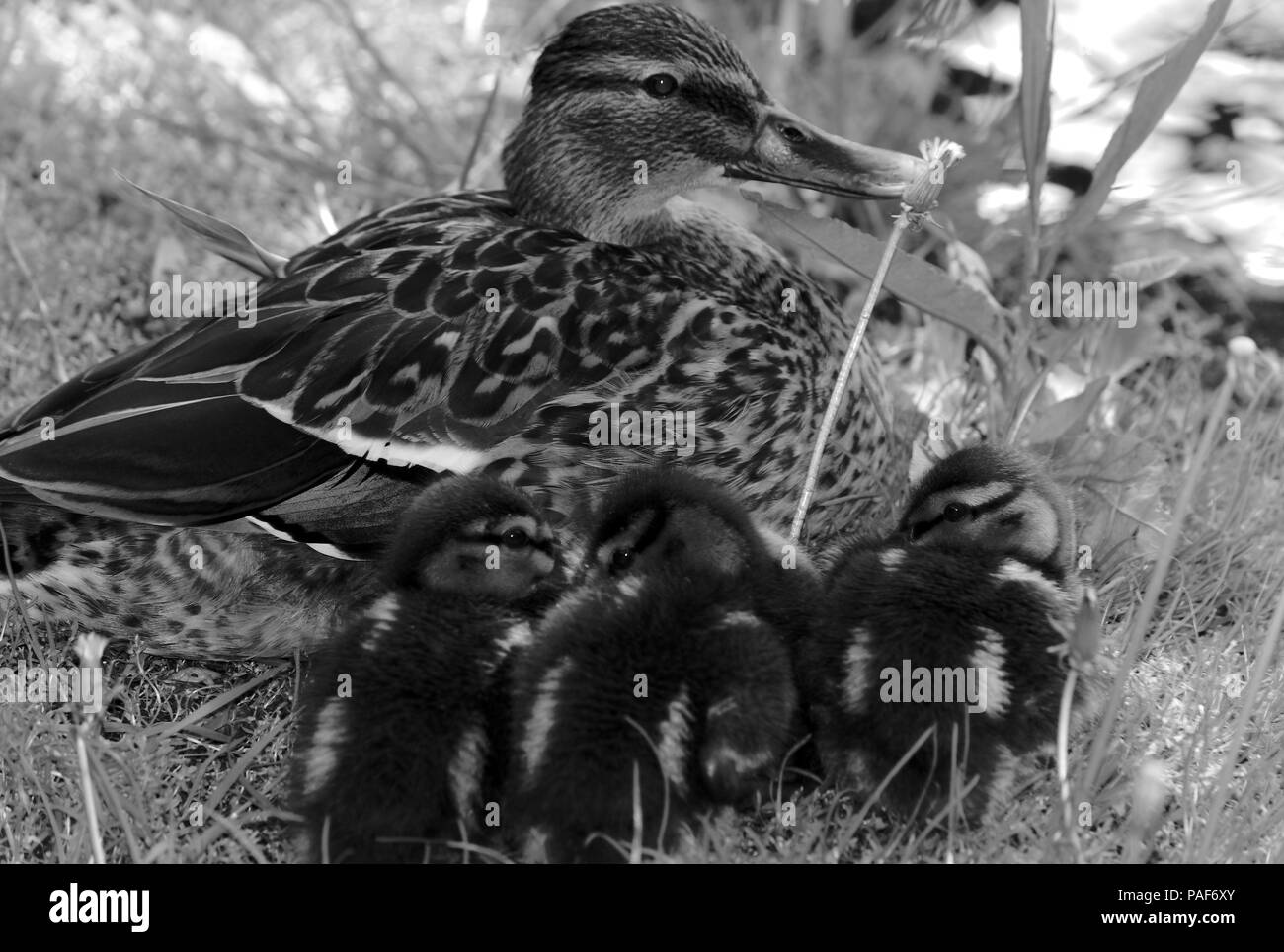 L'anatra e papere in bianco e nero Foto Stock