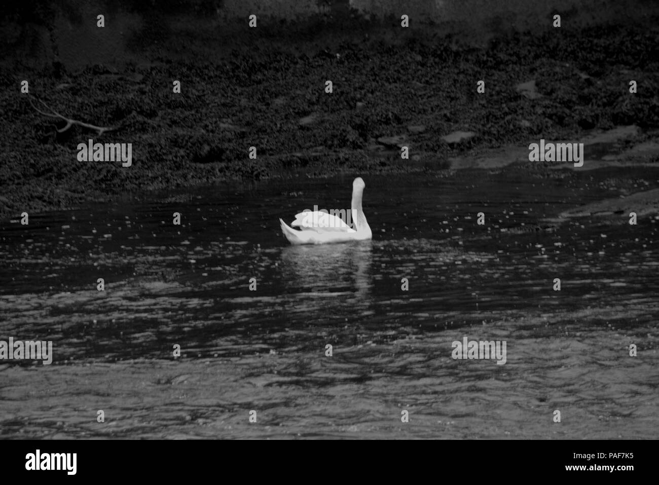 Cigno sul fiume Ayr, in bianco e nero Foto Stock