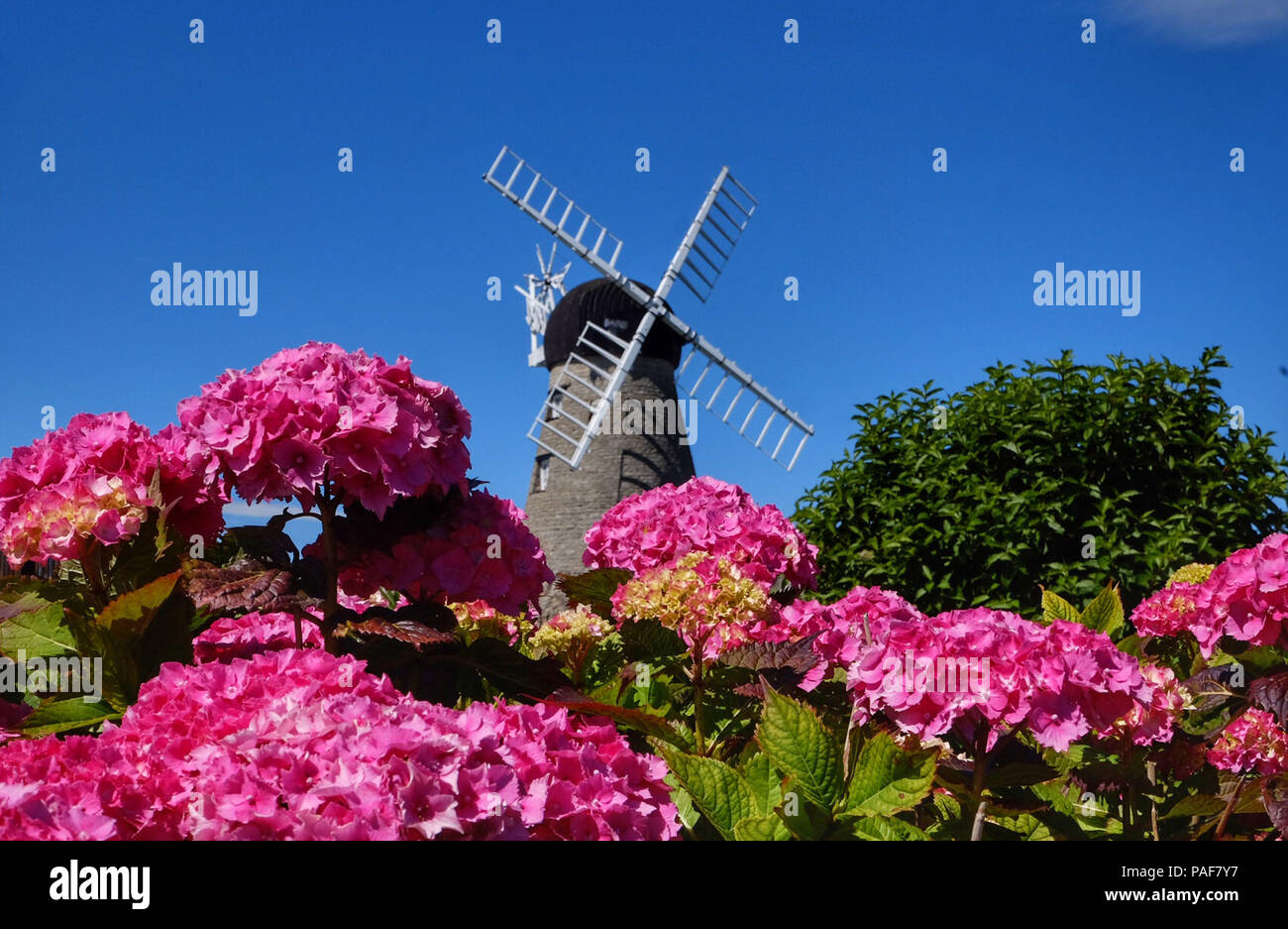 Fiori a Whitburn windmill, Sunderland, come il clima caldo continua. Foto Stock