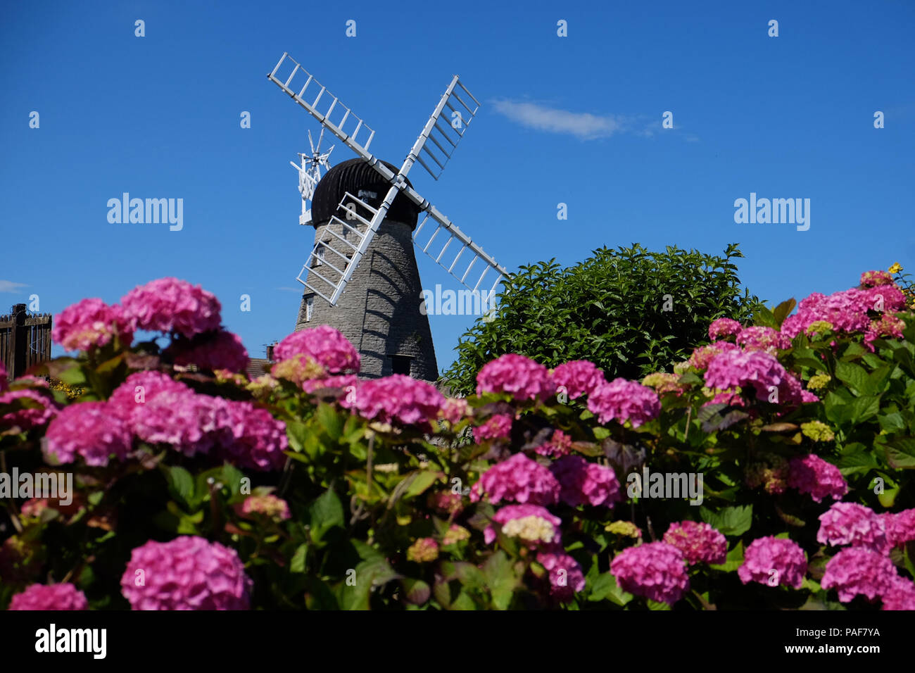 Fiori a Whitburn windmill, Sunderland, come il clima caldo continua. Foto Stock