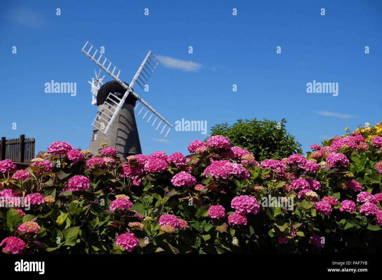Fiori a Whitburn windmill, Sunderland, come il clima caldo continua. Foto Stock