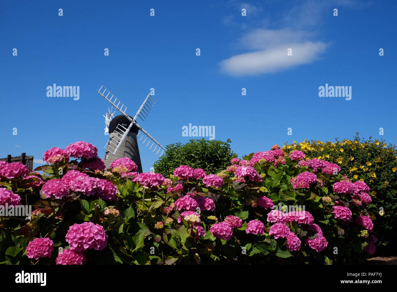 Fiori a Whitburn windmill, Sunderland, come il clima caldo continua. Foto Stock