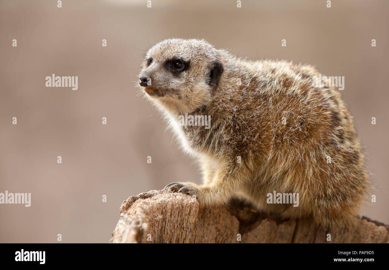 Bel ritratto di un meerkat arrampicato su un tronco Foto Stock