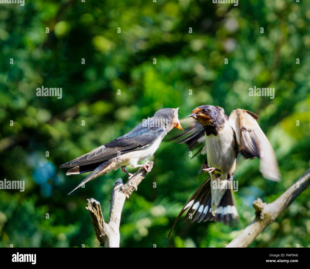 Hirundo rustica, adulti giovani di alimentazione Foto Stock