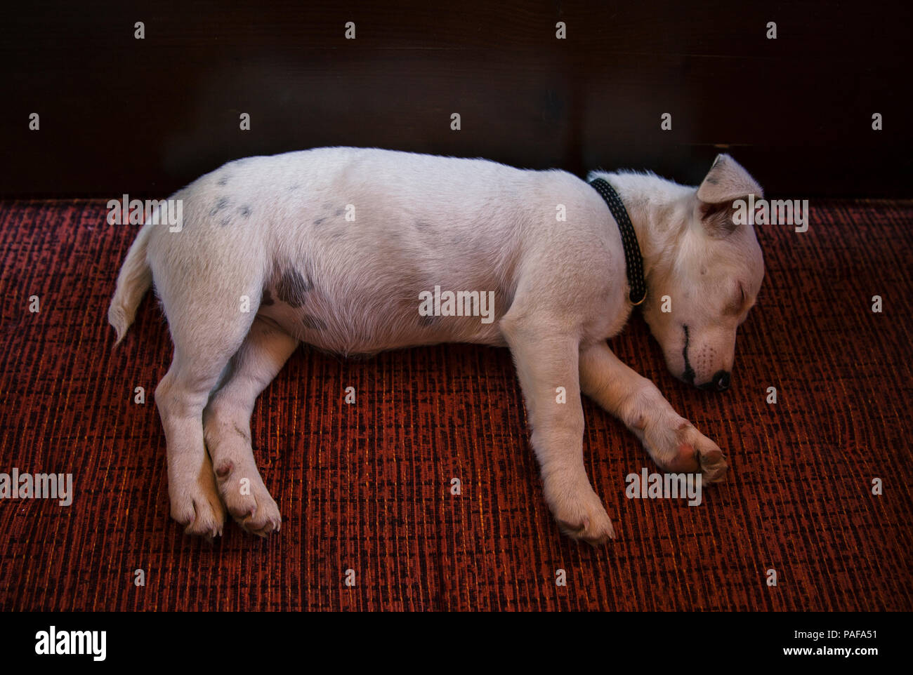 Poco jack russel sleepig sul letto Foto Stock