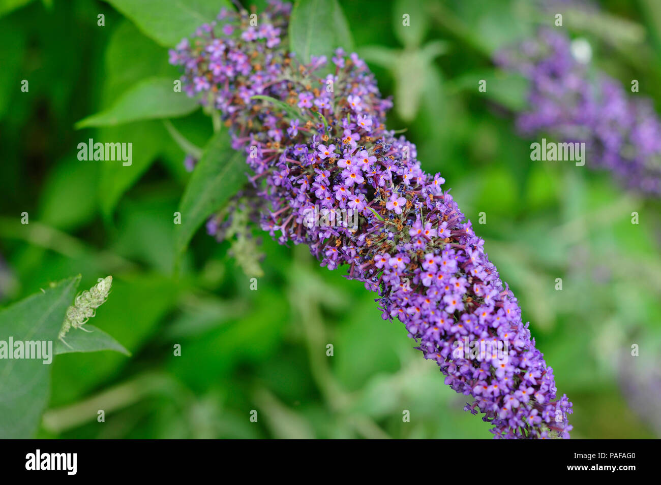 Boccola Budleia Masham North Yorkshire England Regno Unito Foto Stock