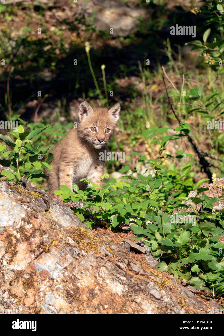 Baby Siberian Lynx Foto Stock